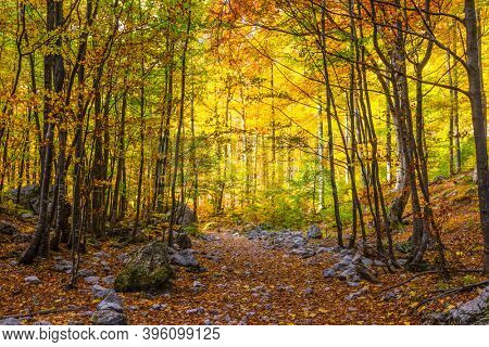  Slovenia, Logarska Valley. Lush wilting of nature.  Magnificent golden autumn in the mountains. The path is strewn with autumn leaves of aspens and birches   