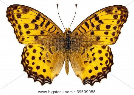 Schmetterlings-Arten Argynnis Hyperbius 
