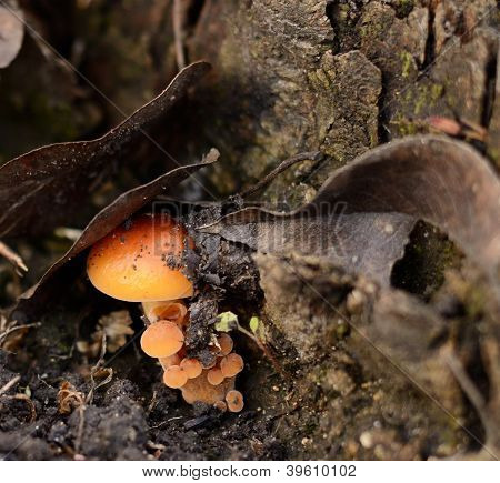 Champignon de miel sur le moignon