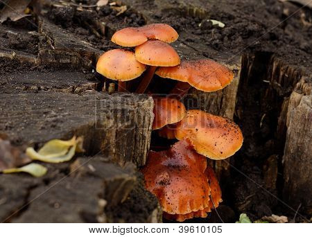 Champignon de miel sur le moignon