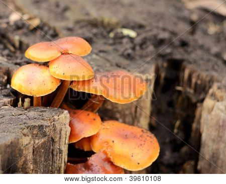 Champignon de miel sur le moignon