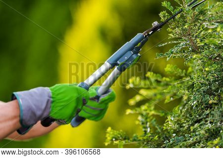 Gardening And Landscaping Industry Theme. Professional Gardener Trimming Decorative Garden Tree Bran