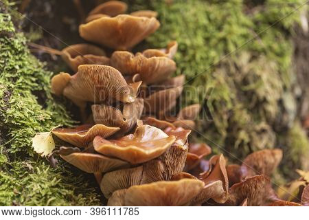 Kuehneromyces Mushrooms In The Forest Beneath A Tree
