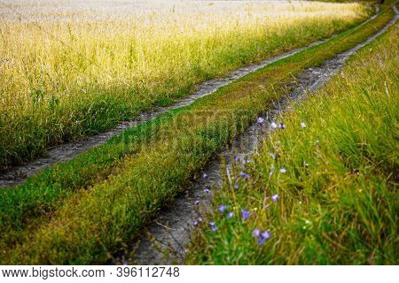 Field Country Road On A Wheat Or Rye Field Goes Into The Distance. Colorful Landscape On A Warm Summ