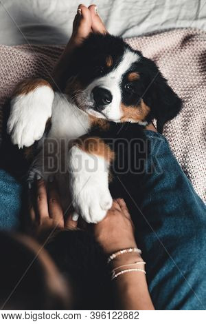 Little Puppy Of Bernese Mountain Dog On Hands Of Fashionable Girl With A Nice Manicure. Animals, Fas