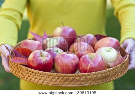 Donna con vassoio con mele d'autunnale, poco profonde Dof