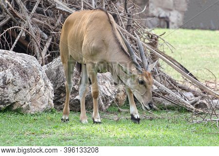 The Male Blackbuck On Savannah Garden At Thailand