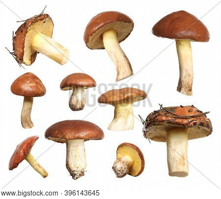 Set Of Fresh Slippery Jack Mushrooms On White Background