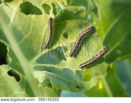 Caterpillars On Cabbage Leaves. Pests. The Eaten Crop. Caterpillar Close-up.