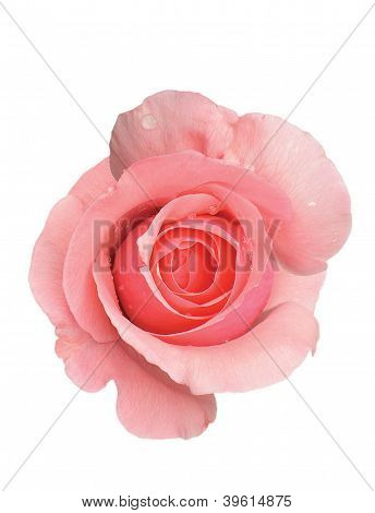 rosa Rose mit Wassertropfen auf weiÃŸ