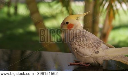 Cockatiel, A Natural Bird Of Autralia, Also Lives In Brazil, Where It Is Treated As A Domestic Bird,