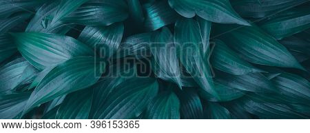 Relaxing Textured Tidewater Green Garden Leaves Background Banner