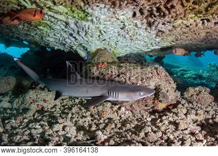 Triaenodon Obesus (whitetip Reef Shark) Resting Under A Table Coral