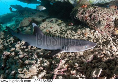 Whitetip Reef Shark Resting Under A Table Coral