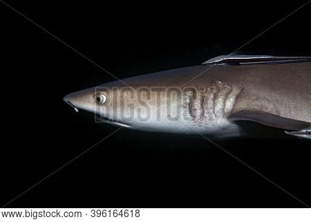 Portrait Of A Whitetip Reef Shark (triaenodon Obesus) In A Black Background