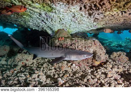 Triaenodon Obesus (whitetip Reef Shark) Resting Under A Table Coral