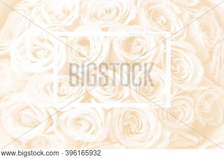 Natural Background Of Fresh Amazing White And Purple Roses For Wallpaper, Postcard, Cover, Banner. W
