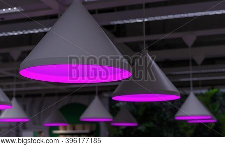 Round Phyto Lamps With Violet Light For Growing Seedlings And Plants In Greenhouses.