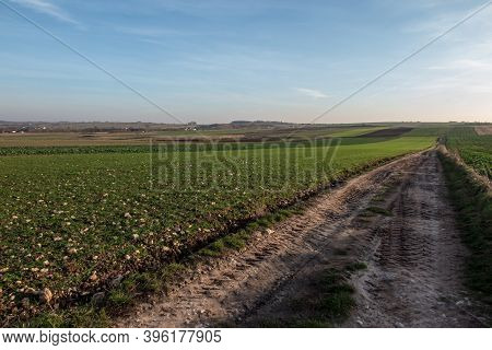 Landscape With Visible Arable Fields In The Fall With Catch Crops As A Background