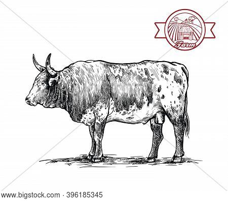 Breeding Cattle. American Bull. Vector Sketch On White Background
