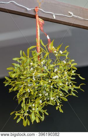 Mistletoe Hangs On The Beam As A Good Luck Charm And Custom - White Berry Mistletoe