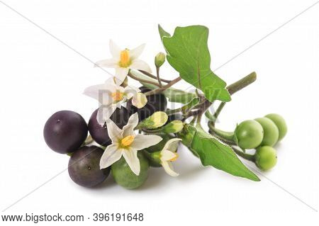 Black Nightshade Plant Isolated On White Background