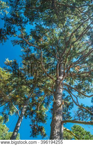Looking Up Through The Old Growth Pine Trees Loaded With Pinecones With The Bright Sunlight Shining 