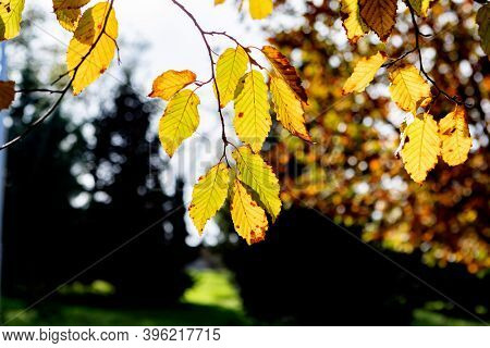 Autumn scene. Fall. Trees and leaves in sun ligh