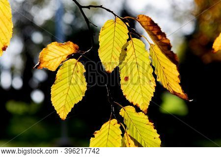 Autumn scene. Fall. Trees and leaves in sun ligh