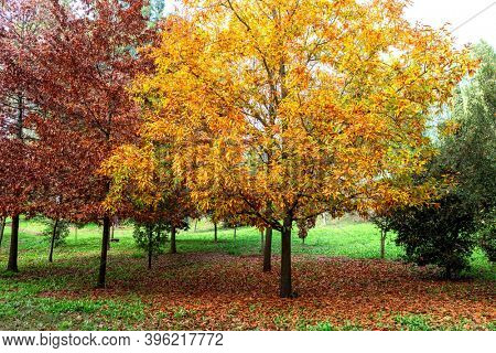 Autumn scene. Fall. Trees and leaves in sun ligh