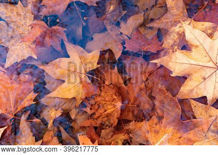 Autumn scene. Fall. Trees and leaves in sun ligh