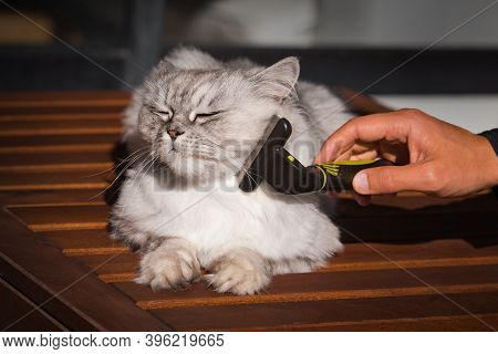 Man Combing His Lovely Grey Cat With Furminatoror Grooming Tool. Pet Care, Grooming