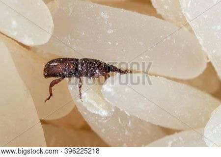 Macro Photography Of Rice Weevil Or Sitophilus Oryzae On Raw Rice