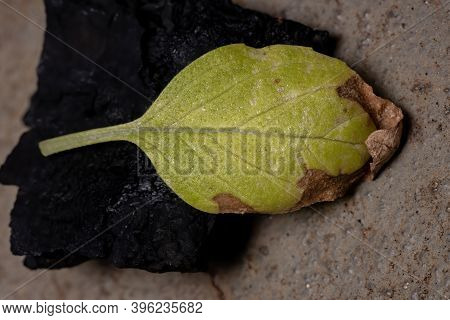 Aged Leaf Of The Sweet Basil Plant Of The Species Ocimum Basilicum