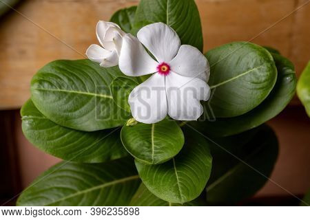 Madagascar Periwinkle Plant