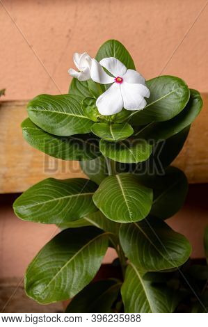 Madagascar Periwinkle Plant