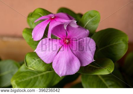 Madagascar Periwinkle Plant