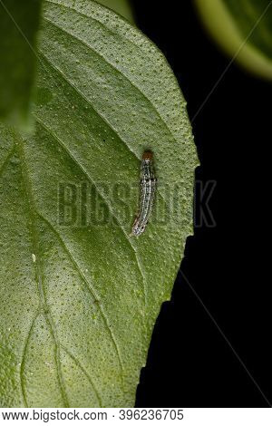 Caterpillar Of A Cutworm Moth On A Sweet Basil