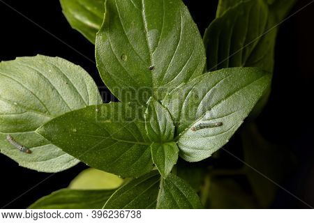 Caterpillar Of A Cutworm Moth On A Sweet Basil