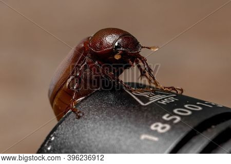 Adult June Beetle