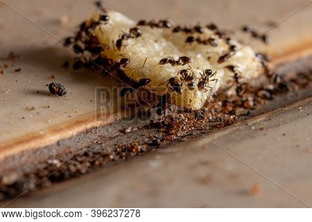 Big Headed Ants Of The Genus Pheidole