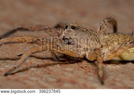 Adult Wolf Spider