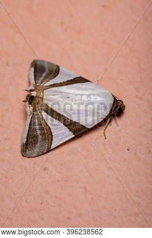 Adult Underwing Moth