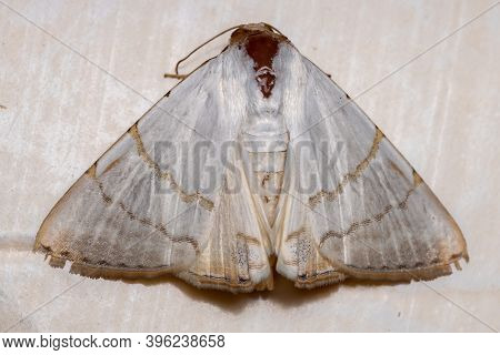 Brazilian Underwing Moth