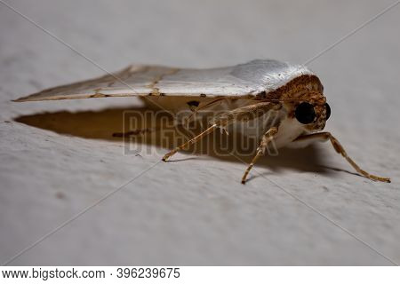 Adult Underwing Moth Of The Genus Eulepidotis