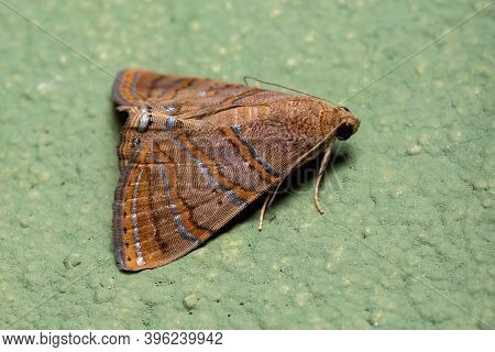 Underwing Moth Of The Species Eulepidotis Caeruleilinea