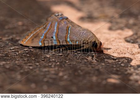 Underwing Moth Of The Species Eulepidotis Caeruleilinea