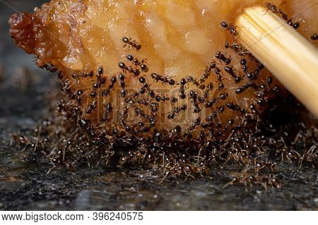 Small Big-headed Ants Of The Genus Pheidole In Animal Fat
