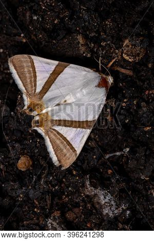 Adult Underwing Moth Of The Species Eulepidotis Rectimargo