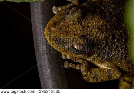 Fuscous-blotched Snouted Tree Frog